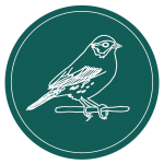 LOGO: Savannah Sparrow outlined in white on teal background