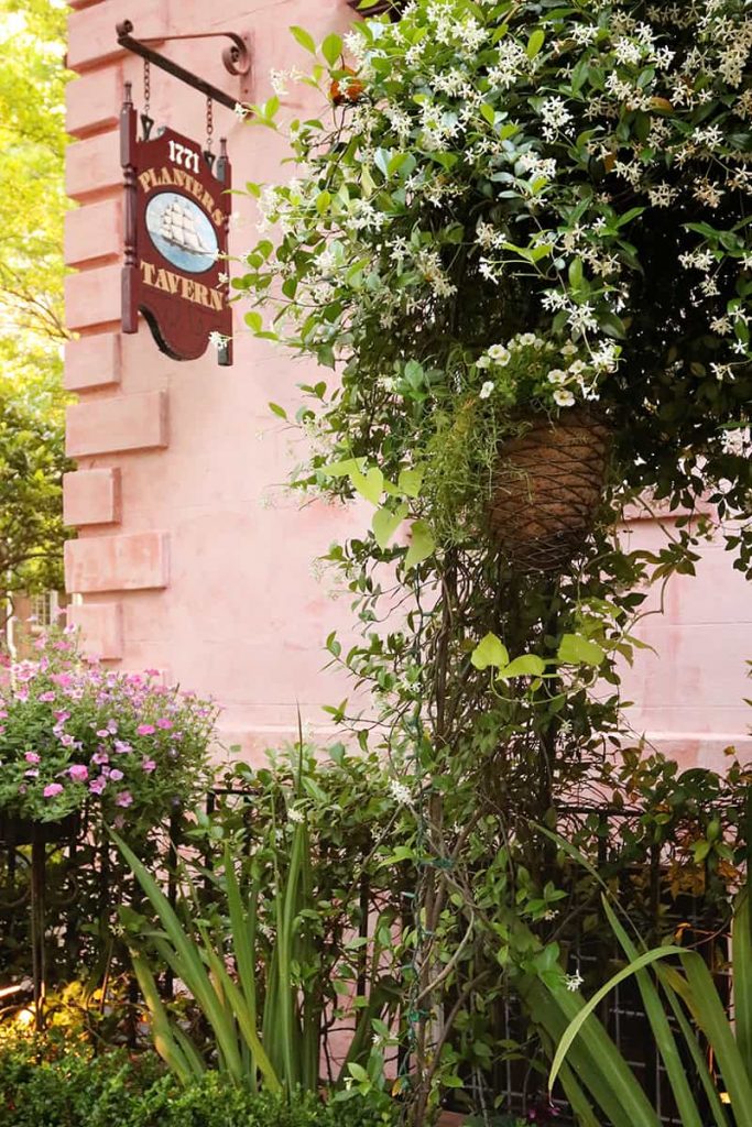 Pink stucco building surrounded by blooming jasmine with a sign pointing to a basement tavern