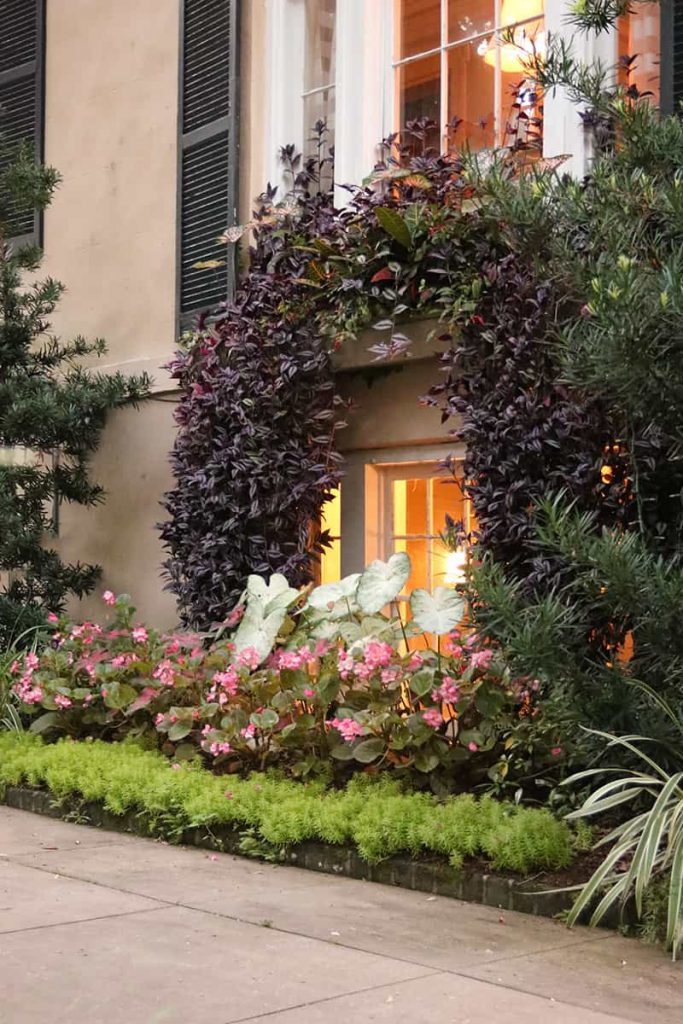 Window frame surrounded by elaborate greenery dropping from the window box above