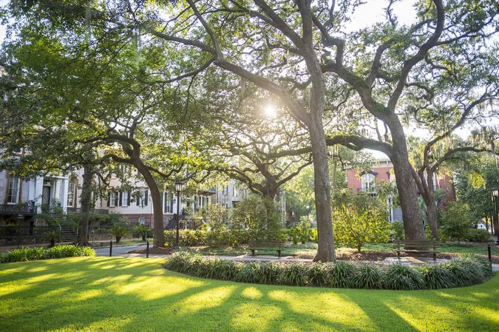 Monterey Square in Savannah with bright green grass and numerous live oaks filtering sunlight through the branches