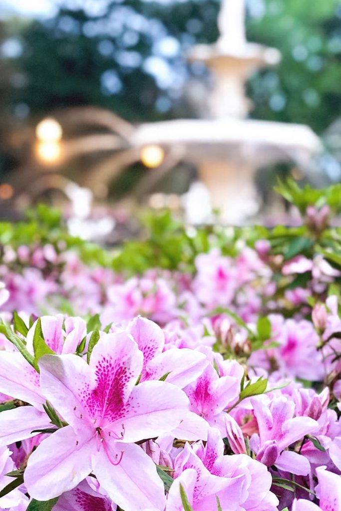 The best time to visit Savannah GA is in spring if you want to see thousands of beautiful pink azaleas in front of Forsyth Fountain