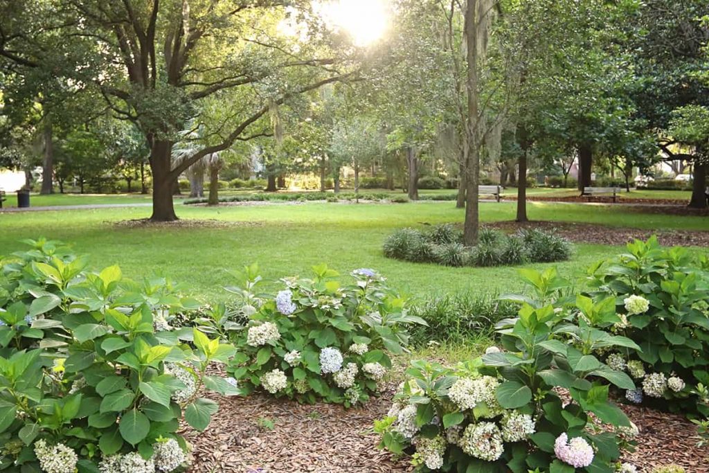 Forsyth Park in the summertime with hydrangeas in the foreground and lush green grass shaded by Southern live oaks in the background