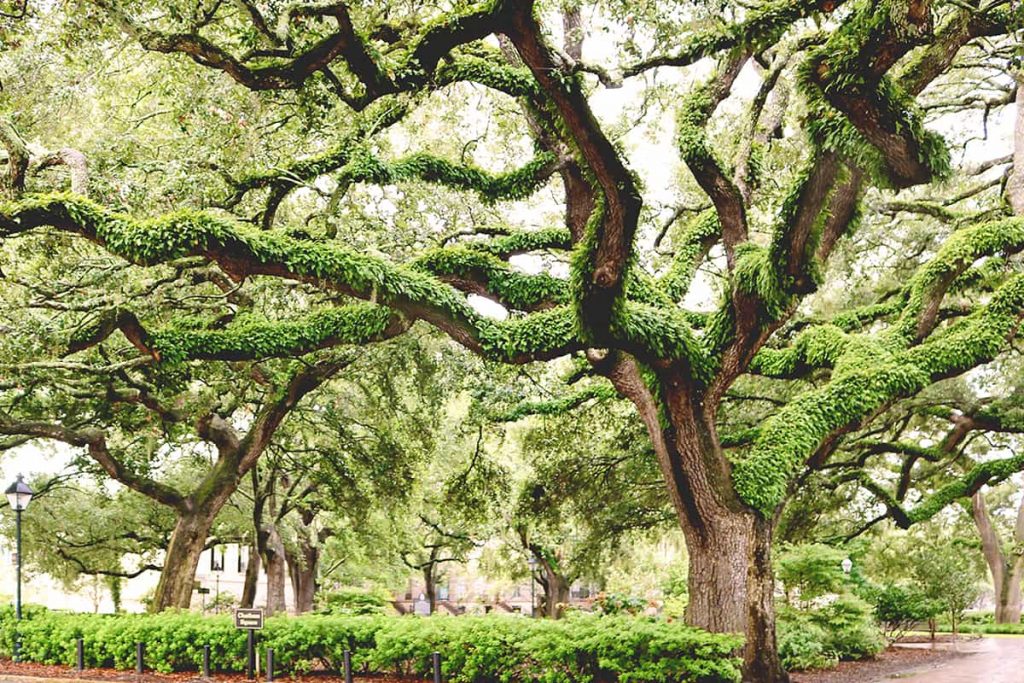 A lush square in Savannah Georgia just after a fresh rainfall with mossy green resurrection fern covering the branches of numerous mature Southern live oaks