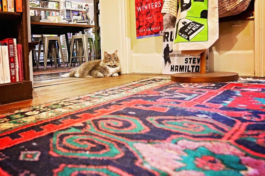 Low-angled shot of the floor of E.Shaver booksellers with a colorful rug and a kitten curled up on the floor