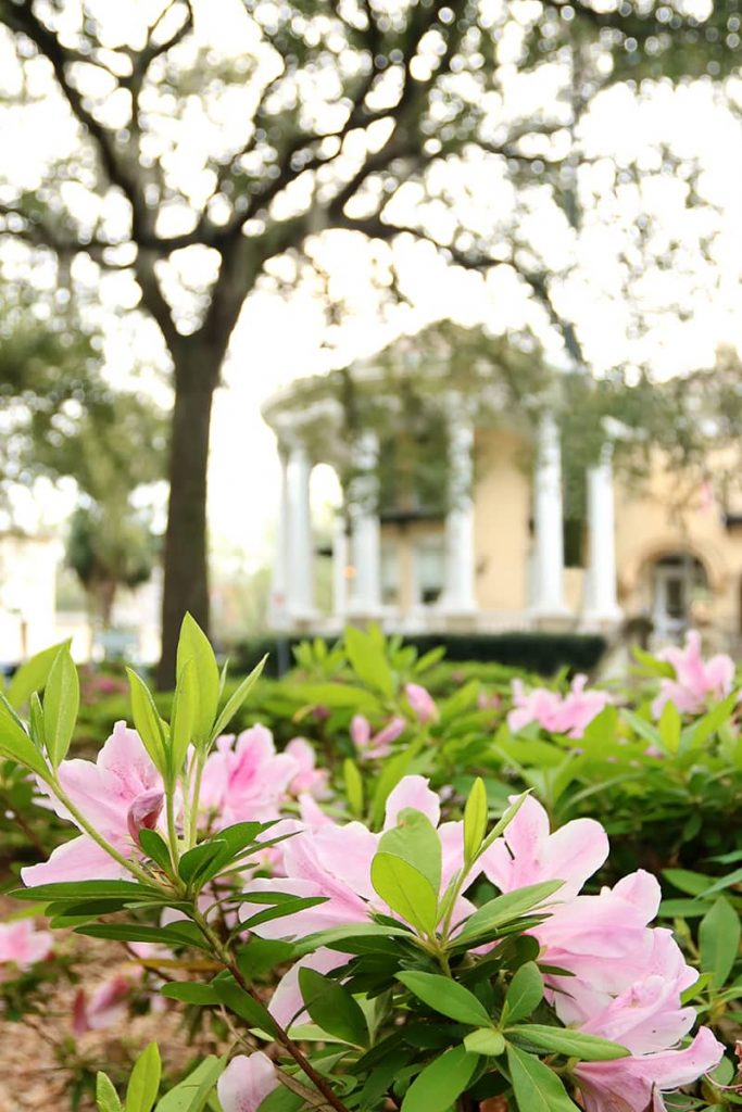 Pink azaleas in the foreground and a yellow mansion with a white rotunda in the background in Savannah's Historic District