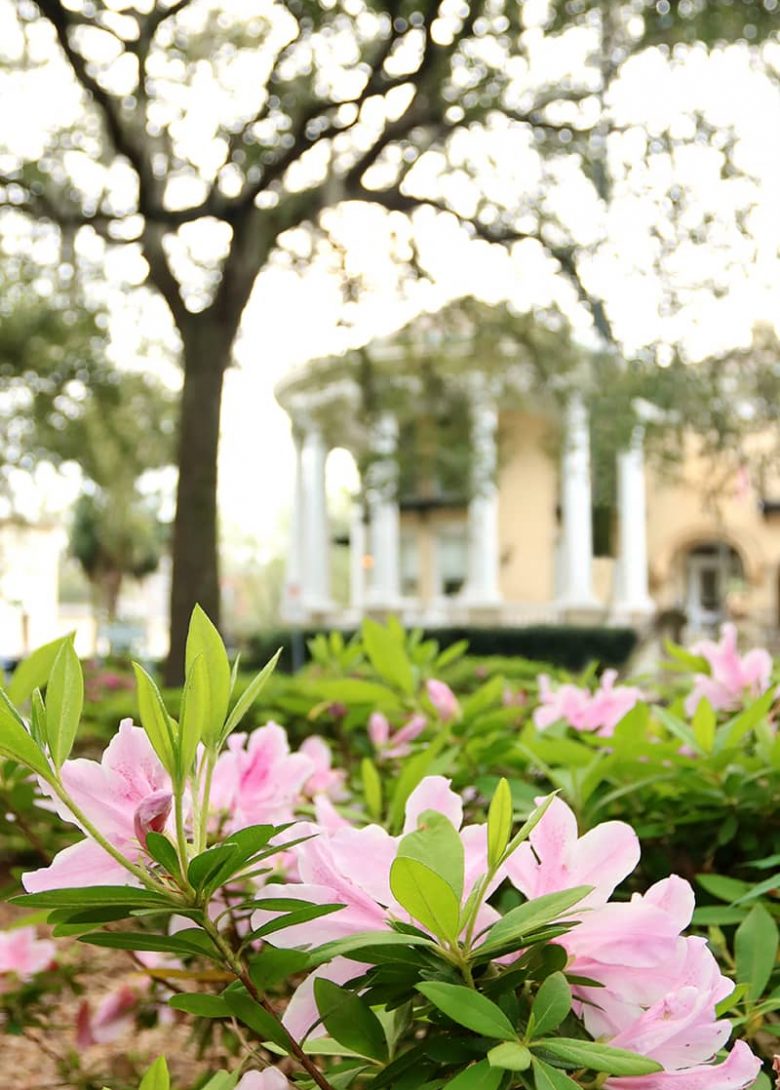 Pink azaleas in the foreground and a yellow mansion with a white rotunda in the background in Savannah's Historic District