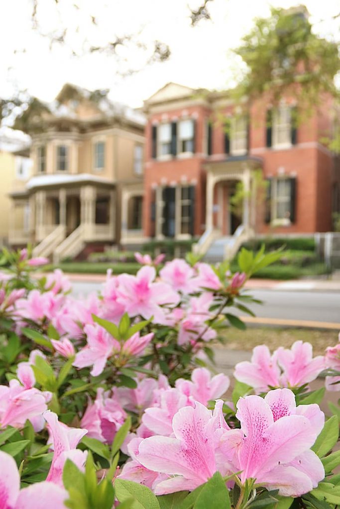 Pink azaleas in the foreground and a row of beautiful historic mansions with detailed front porches in the background