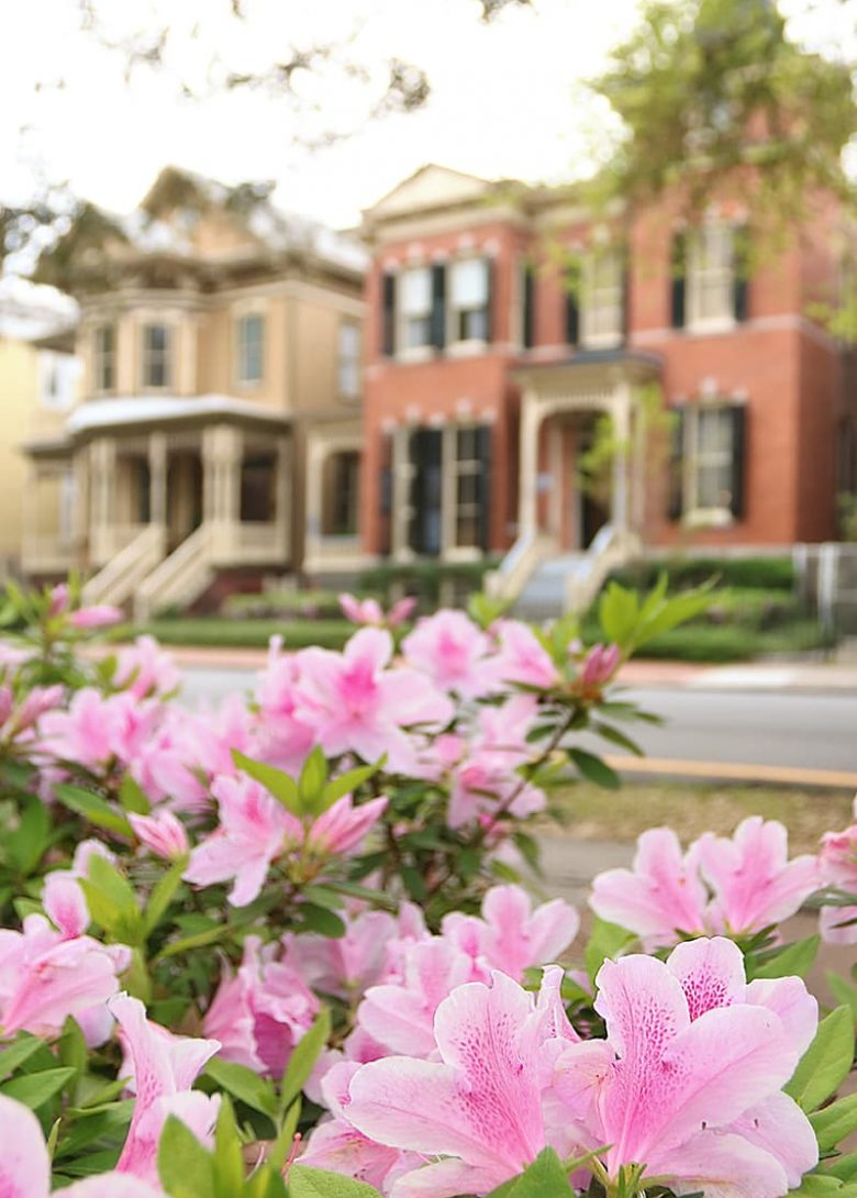 Pink azaleas in the foreground and a row of beautiful historic mansions with detailed front porches in the background
