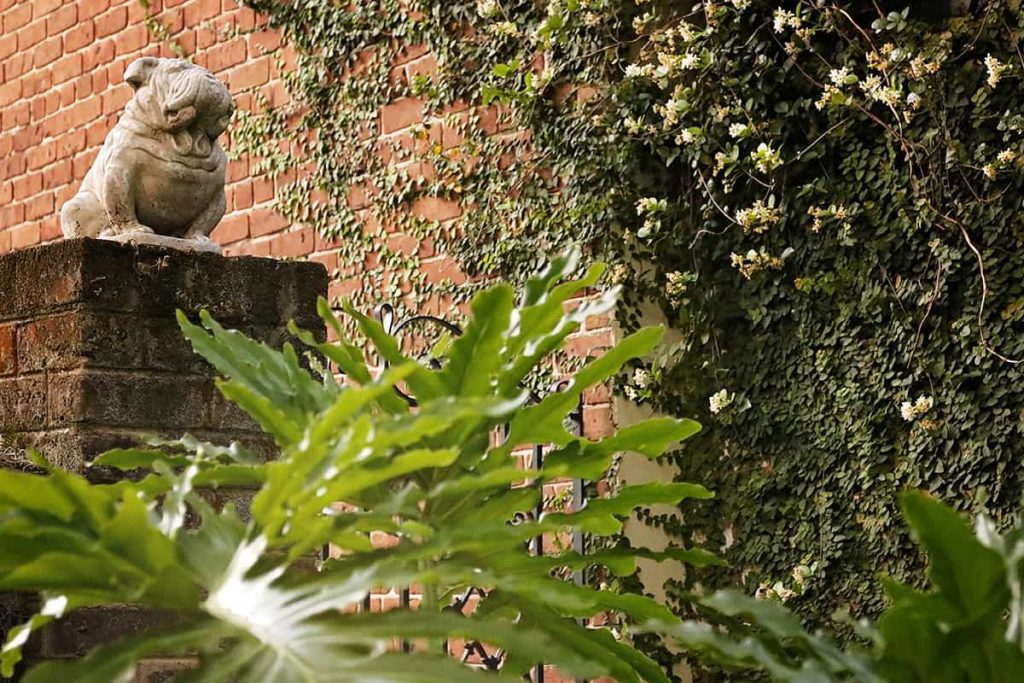 A statue of UGA the bulldog, the Georgia mascot, guards the entry to a garden on Jones Street