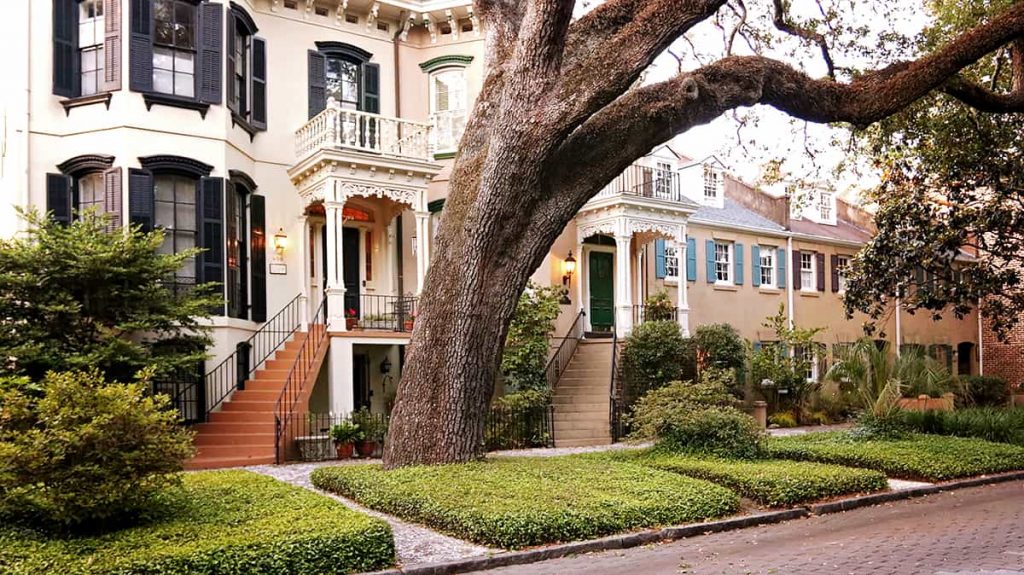 Beautiful historic homes on Jones Street with a giant tree in the foreground and neatly trimmed jasmine covering the ground around it