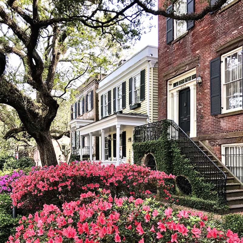 Row after row of colorful pink azaleas in front of stately homes on Jones Street in Savannah GA