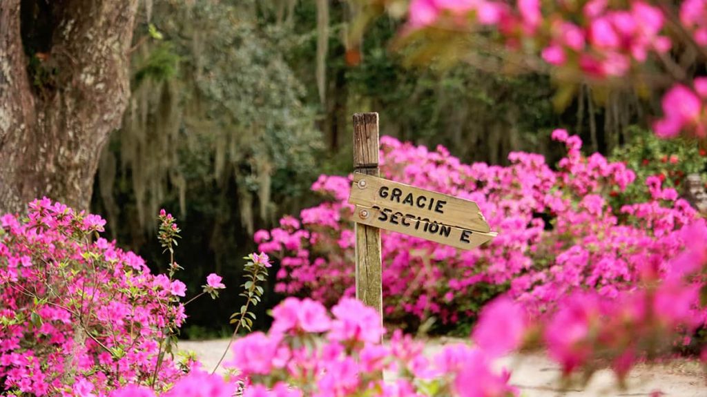 Peering through a sea of hot pink azaleas towards a Gracie Section E wooden sign