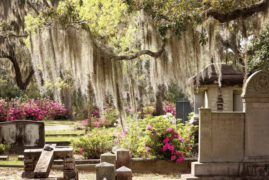 A low-hanging branch at Bonaventure Cemetery covered in Spanish moss illuminated by the sunlight