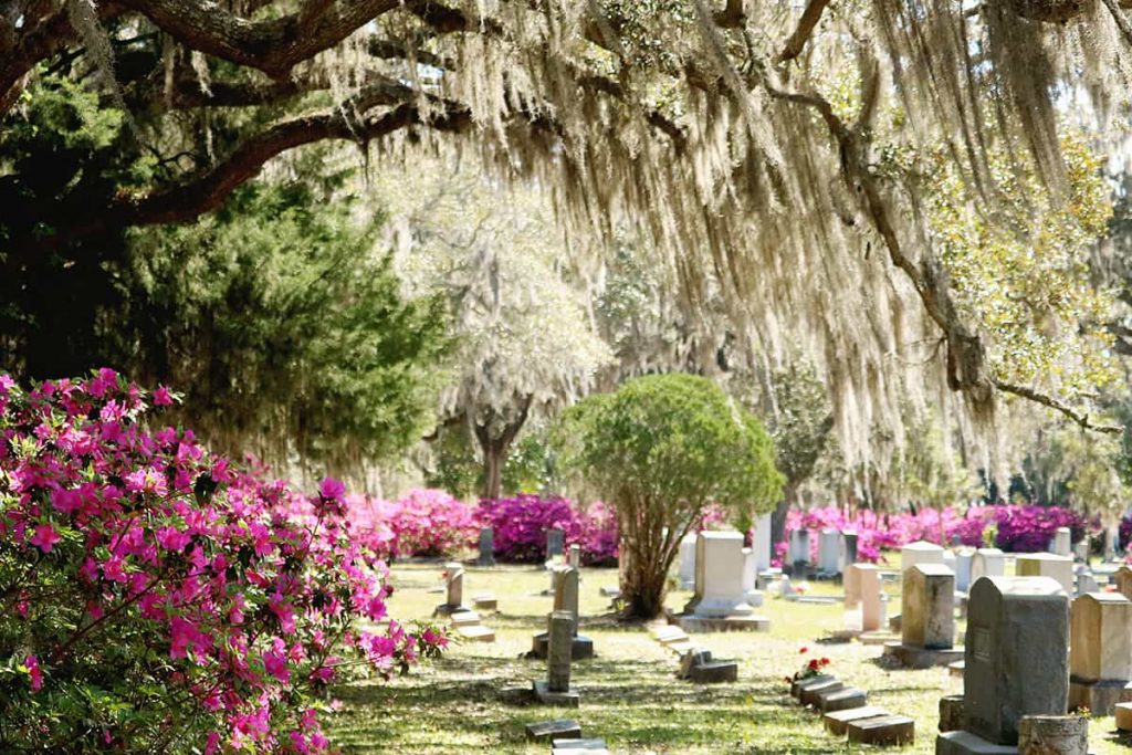 Headstones in Bonaventure Cemetery surrounded by pink azaleas and a canopy of oaks overhead dripping in Spanish moss