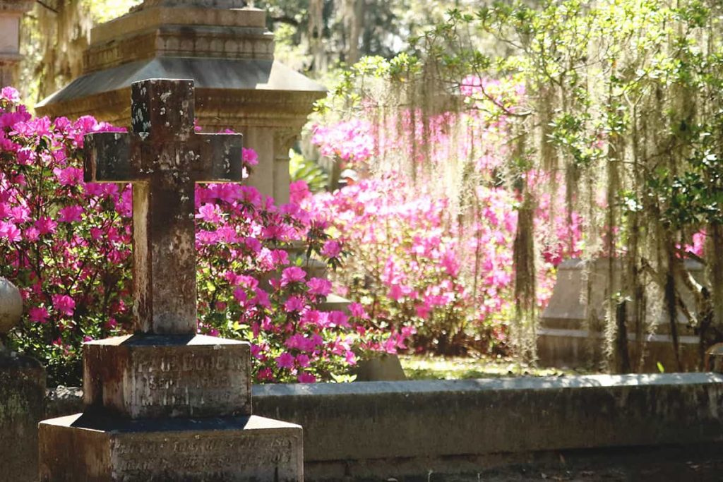 An aged cross headstone with pink azaleas backlit behind it