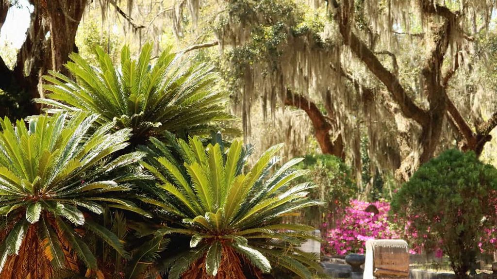 Giant sago palms and a backdrop of live oaks in Bonaventure Cemetery