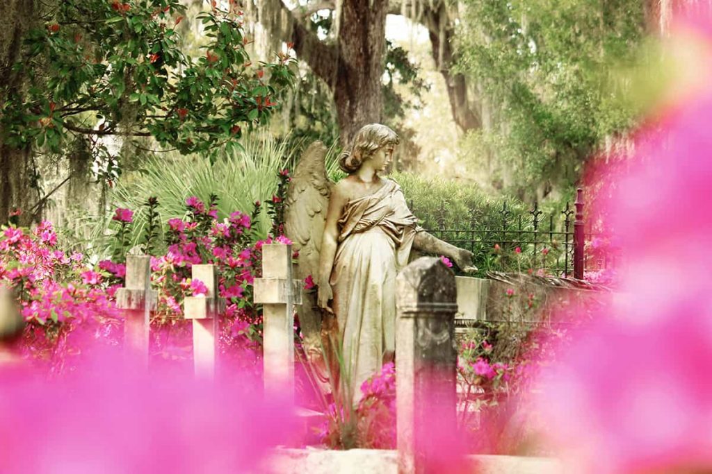 Peering through a curtain of hot pink azaleas at three cross headstones and a beautiful statue of an angel with a broken wing at Bonaventure Cemetery