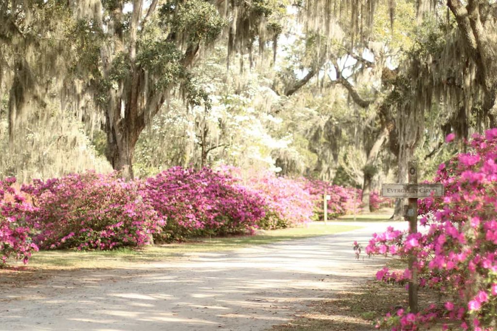 A dirt road surrounded by pink azaleas, white dogwoods, and oaks covered in Spanish Moss