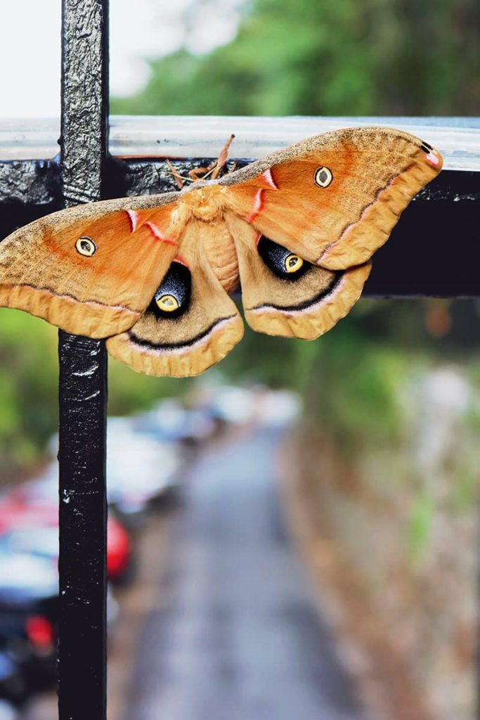 A brown and orange moth clings to the railing of a bridge over Factors Walk, it's wings with spots that mimic spooky yellow eyeballs