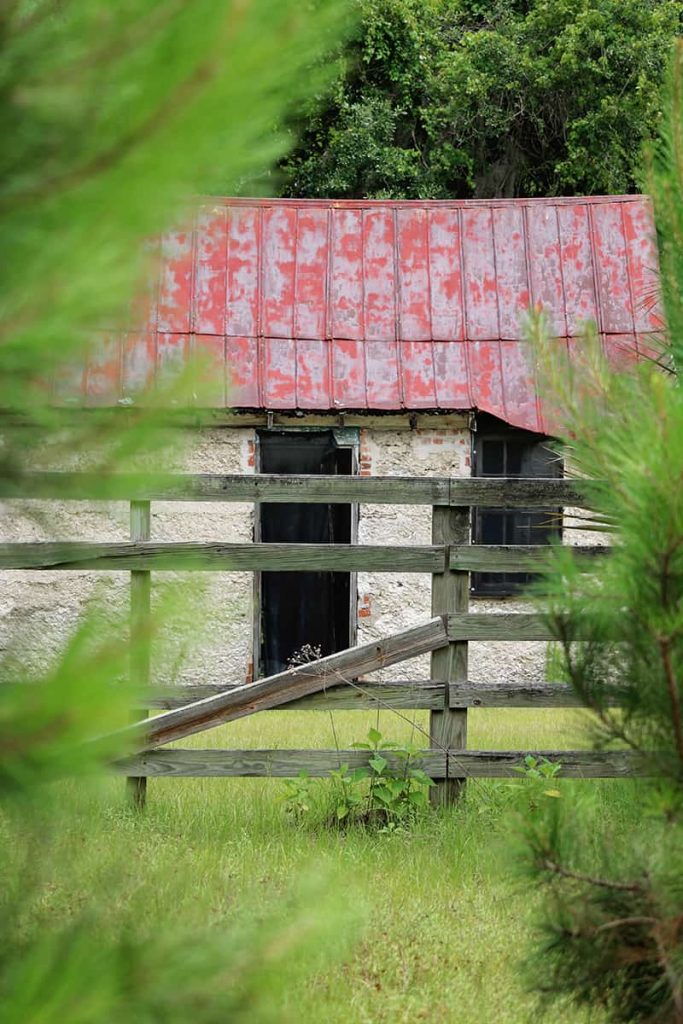 Peeking through pine trees towards an abandoned slave cabin with a red roof on Ossabaw Island