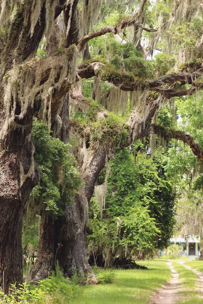 Tall old oak trees with Spanish moss along the main road on Ossabaw Island GA