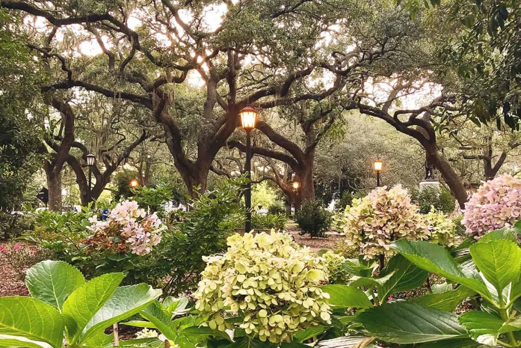 Dusk falls in Chippewa Square after a fresh rainfall and the street lamps cast a warm glow over blossoming pink and green hydrangeas