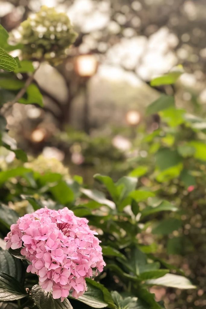 A lone pink hydrangea pops against a sea of green while lanterns illuminate Chippewa Square in Savannah's Historic District in the background