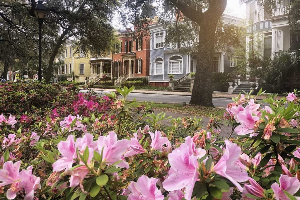Pink azaleas in the foreground and a row of beautiful homes lining Whitaker Street in the background