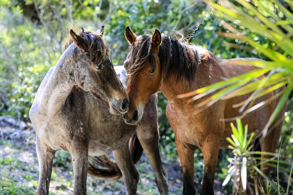 Two wild horses peer out from behind a palm frond in the maritime forest on Cumberland Island