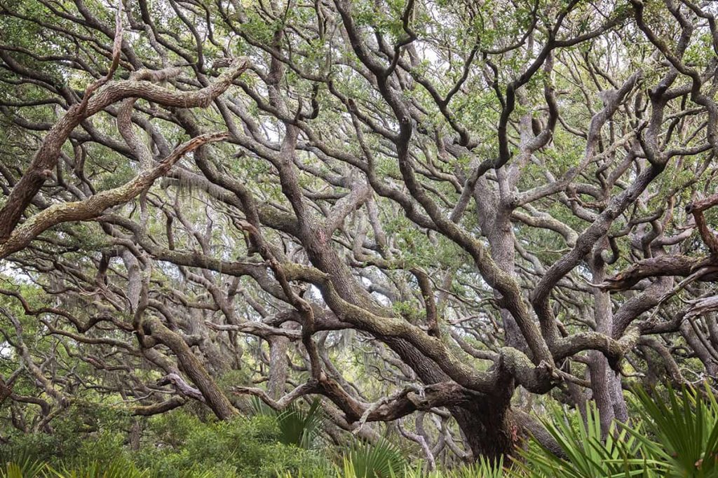 Artistically twisted branches of old oaks in a maritime forest on Cumberland Island National Seashore