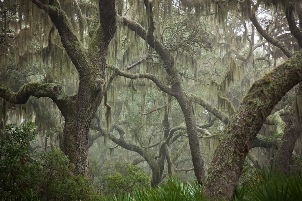 A forest of oak trees dripping in Spanish moss with mist heavy in the air on Cumberland Island National Seashore