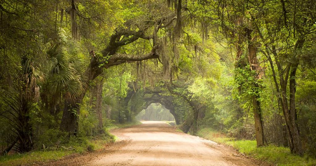 A dirt road surrounded by an alley of Southern live oaks in the Lowcountry of South Carolina