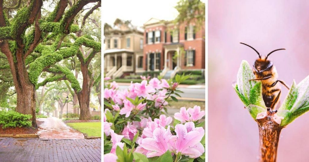Collage of three spring photos showing Savannah weather in March
