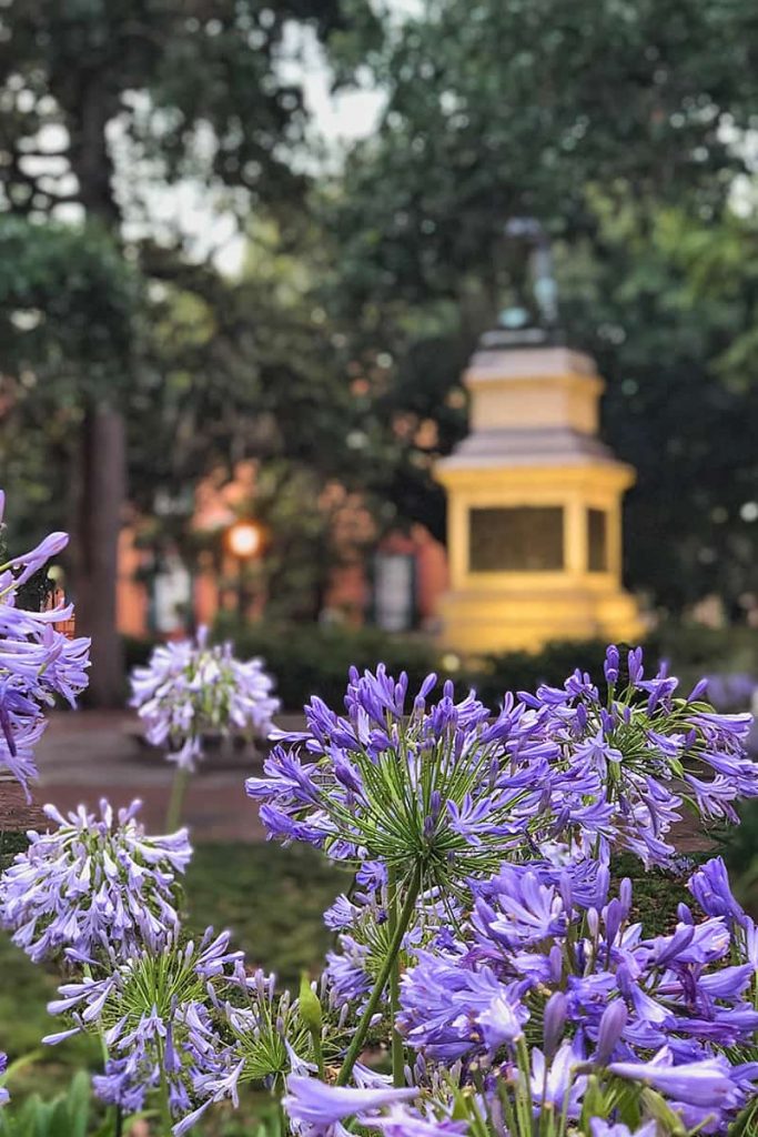Purple flowers in the foreground of Madison Square in Savannah with a statue in the backround