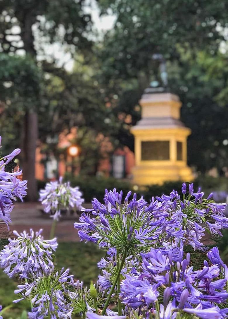 Purple flowers in the foreground of Madison Square in Savannah with a statue in the backround