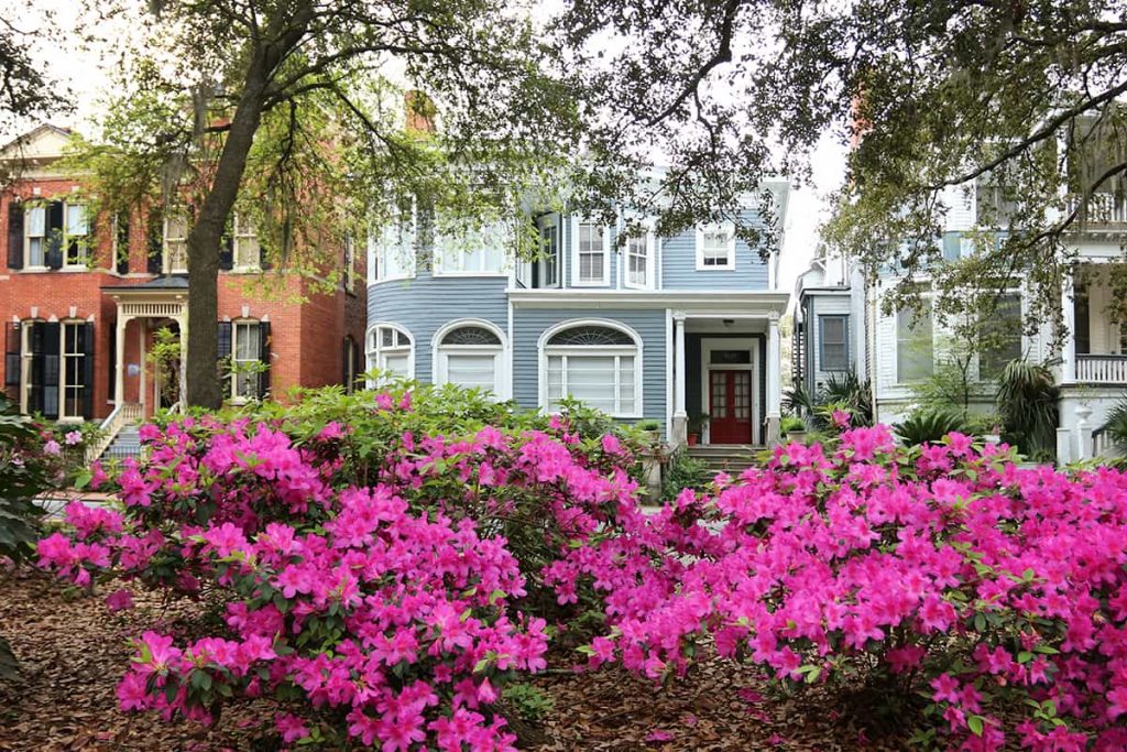 Hot pink azaleas lining Savannah's Forsyth Park with three historic homes in the background