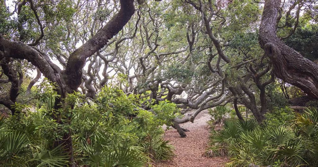 Path through saw palmettos and live oaks in a maritime forest on Cumberland Island National Seashore