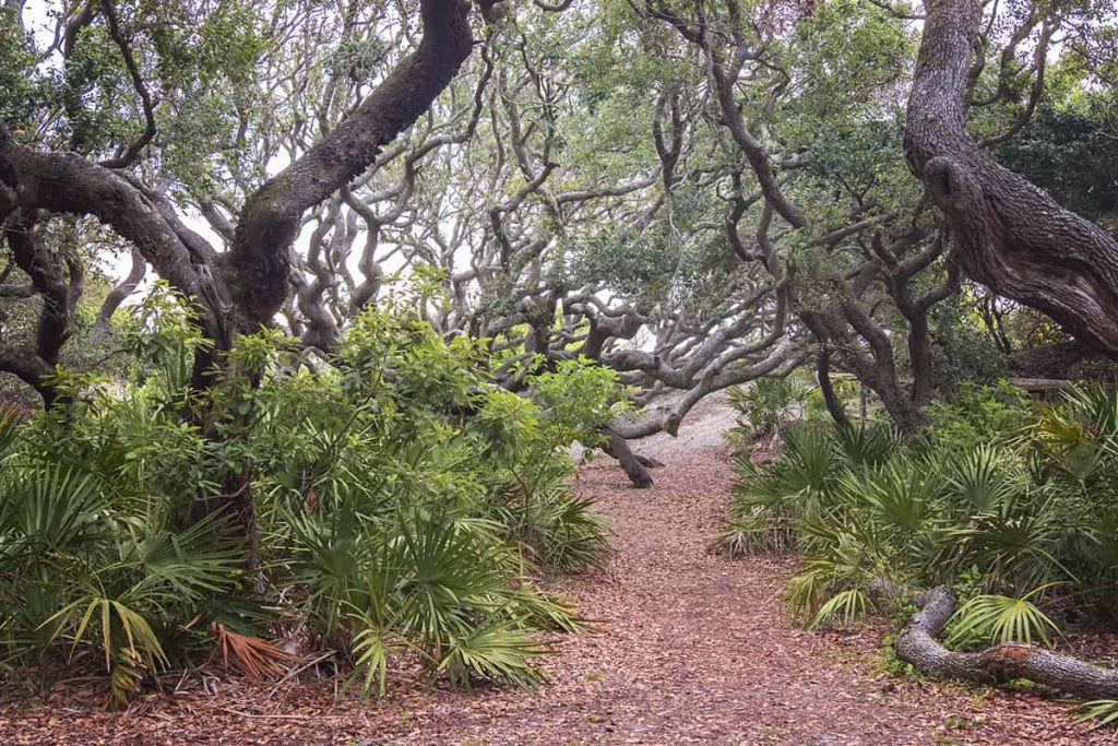 Narrow trail winding through saw palmettos and and twisted oak branches on Cumberland Island National Seashore