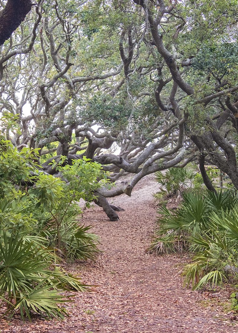 Path through saw palmettos and live oaks in a maritime forest on Cumberland Island National Seashore