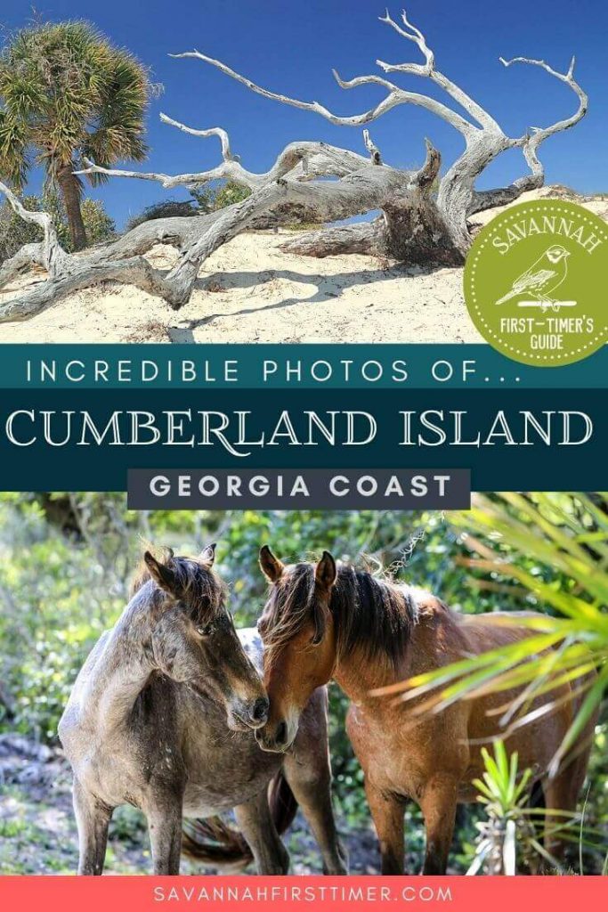 Pinnable graphic with a beach photo and a photo of wild horses, with text overlay that reads Incredible Photos of Cumberland Island National Seashore