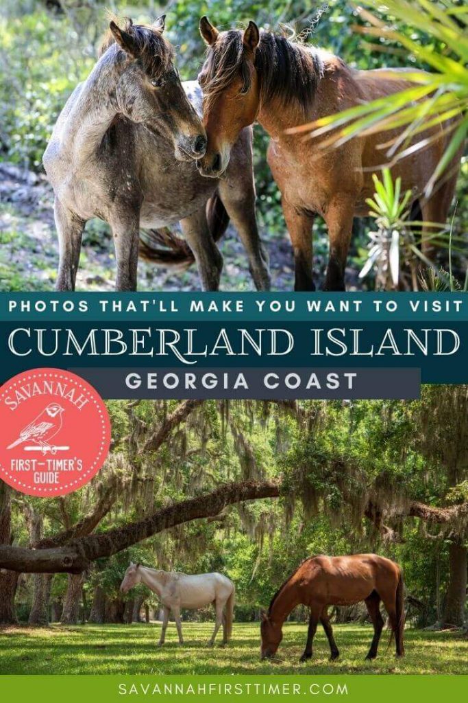 Pinnable graphic with two photo scenes of wild horses, with text overlay that reads Photos That'll Make You Want to Visit Cumberland Island National Seashore