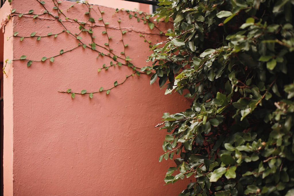 Peachy-pink wall with a green vine creeping along the edge