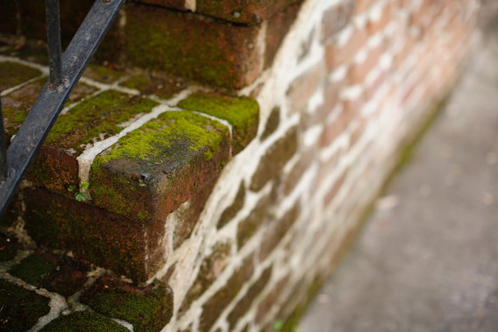 Old stairs covered in bright green moss