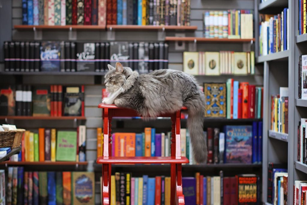 A fluffy grey cat surrounded by books snoozes atop a red stool