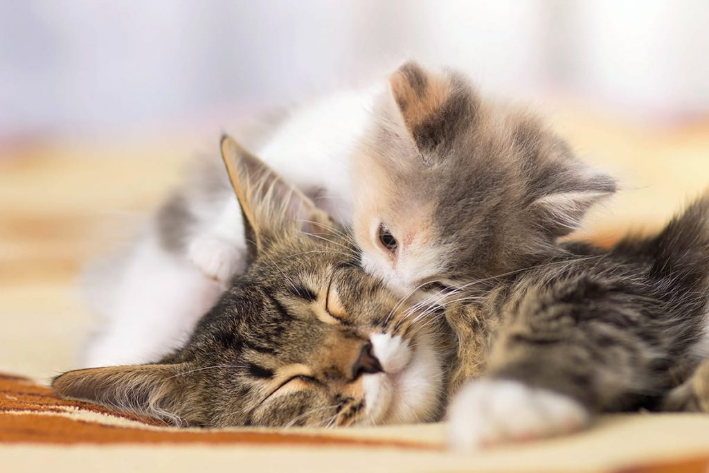 A tiny kitten nuzzles a sleeping adult cat