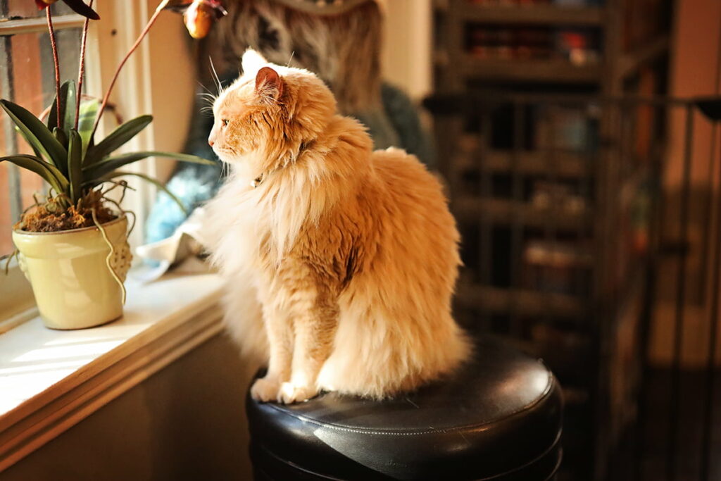 A fluffy long-fur cat named Bartleby peers out of a sunny window in E. Shaver Booksellers in Savannah