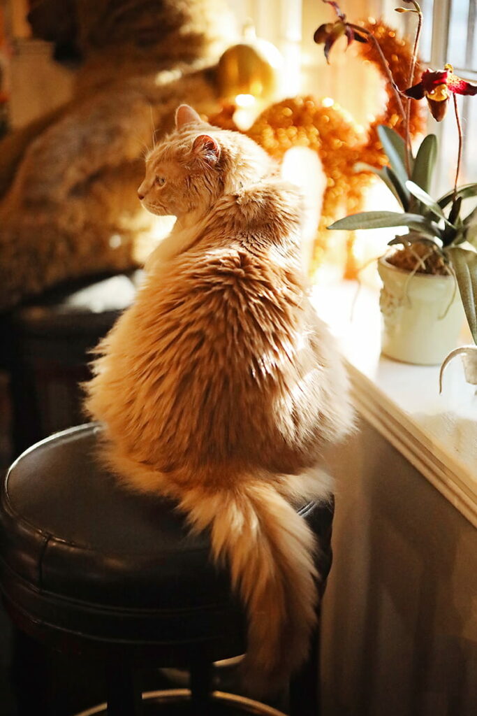 A fluffly long-fur cat named Bartleby relaxes on a stool next to a sunny window in E. Shaver Booksellers in Savannah