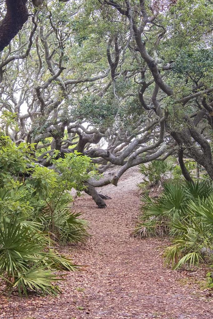 Path through saw palmettos and live oaks in a maritime forest on Cumberland Island National Seashore