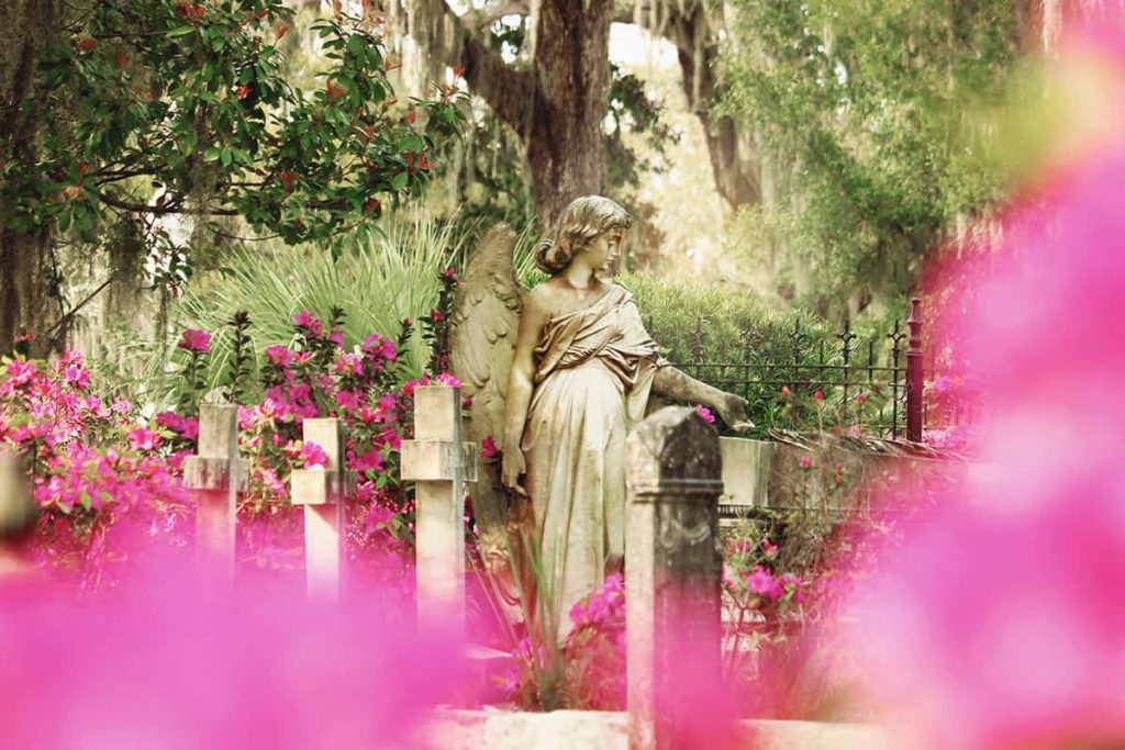 View through hot pink azalea blooms in Bonaventure Cemetery, one of the most beautiful cemeteries in Savannah, towards the headstone of a solemn angel with one hand outstretched. Three cross headstones can be seen at her side and there is lush greenery and trees heavy with Spanish moss in the background
