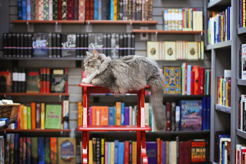 A fluffy grey cat surrounded by books snoozes atop a red stool